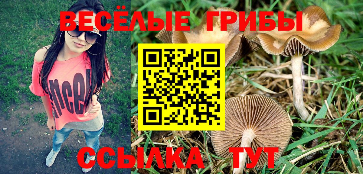 купить наркотики сайты  Псилоцибиновые грибы MAGIC MUSHROOMS  Тверь  Псилоцибиновые грибы мицелий 